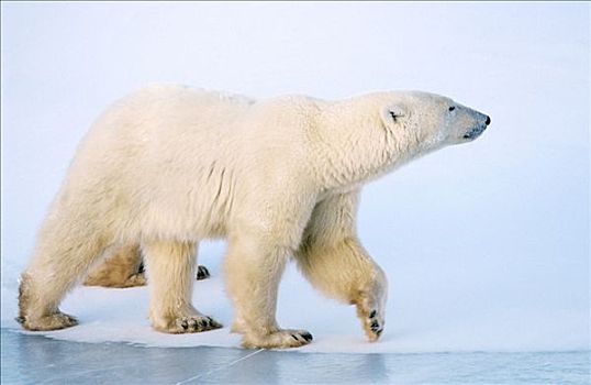 成年,北极熊,走,冰,丘吉尔市,哈得逊湾,加拿大