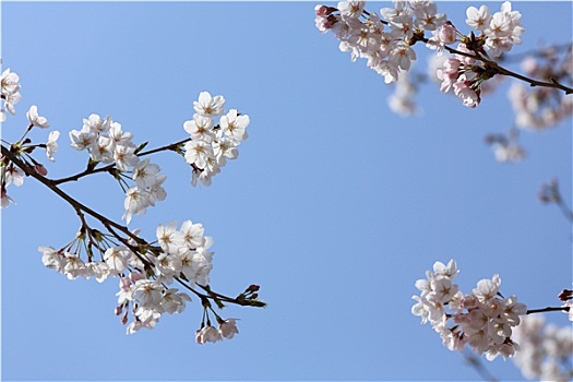 樱花,树,蓝天
