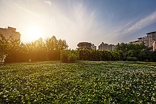 城市草地