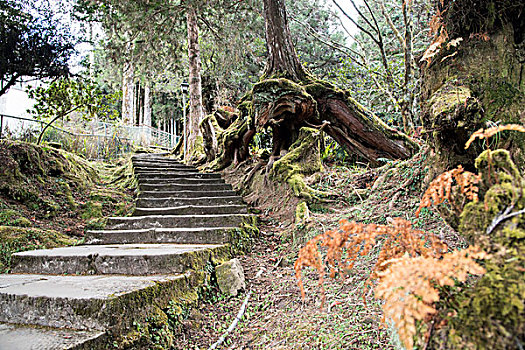 阿里山