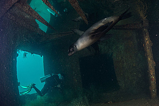 潜水,海狮,场所,船,尖牙,人造,礁石,下加利福尼亚州,墨西哥