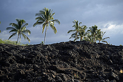棕榈树,树,火山岩,荒芜,靠近,瓦克拉,大,岛屿,夏威夷,美国