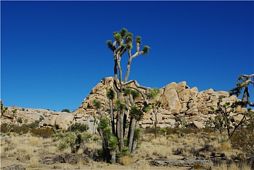 独特,沙漠植物,石头,约书亚树国家公园,加利福尼亚