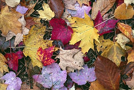 糖枫,叶子,深秋,秋天,阿尔冈金省立公园,安大略省,加拿大