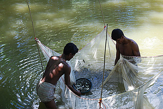 渔民,炸薯条,孵卵所,孟加拉,一月,2007年