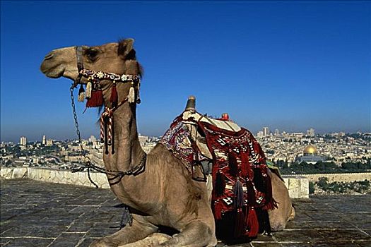 骆驼,耶路撒冷,以色列