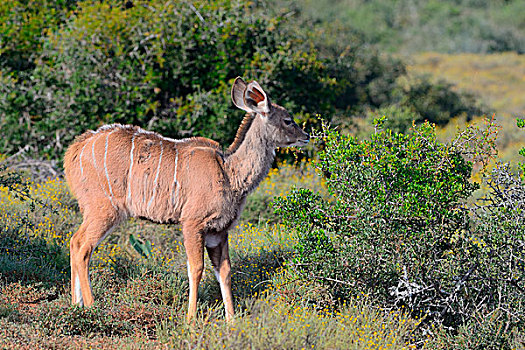 大捻角羚,幼兽,站立,草地,阿多大象国家公园,东开普省,南非,非洲