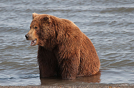科迪亚克熊,棕熊,觅食,水中,海岸,阿拉斯加,美国