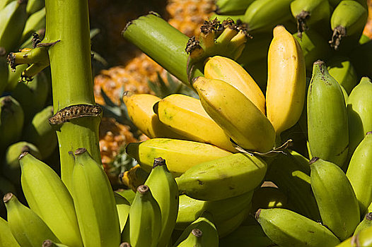 香蕉,留尼汪岛