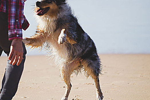 男人,玩,跳跃,狗,海滩,局部
