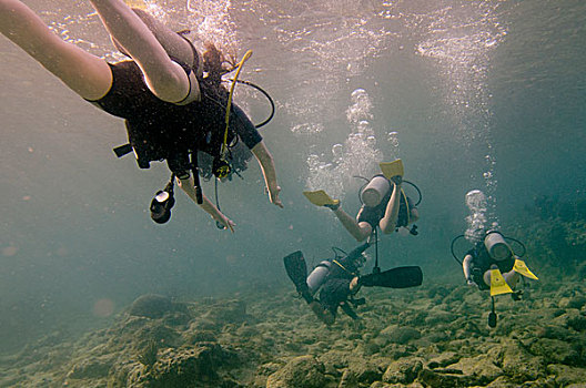 潜水,水下,海湾群岛,洪都拉斯