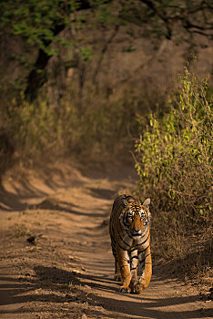 孟加拉虎,虎,走,丛林,拉贾斯坦邦,国家公园,印度,亚洲
