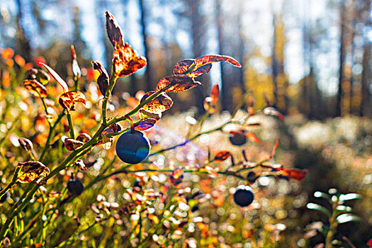 蓝莓,树林