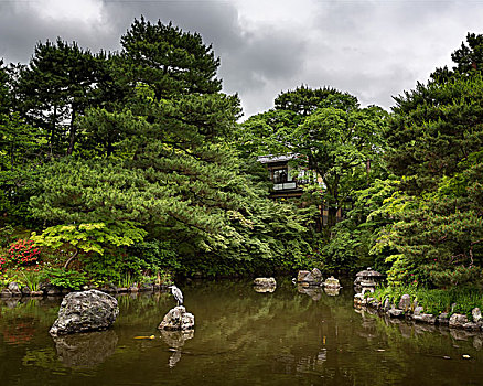 苍鹭,坐,石头,公园,京都,日本