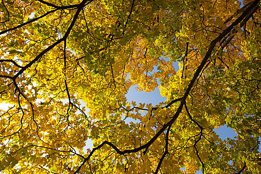 枫树,秋天,城堡,公园,石荷州,德国,欧洲