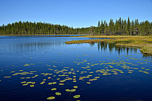 树林,湖,瑞典,欧洲
