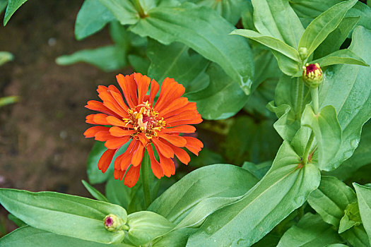 夏日里的野菊花