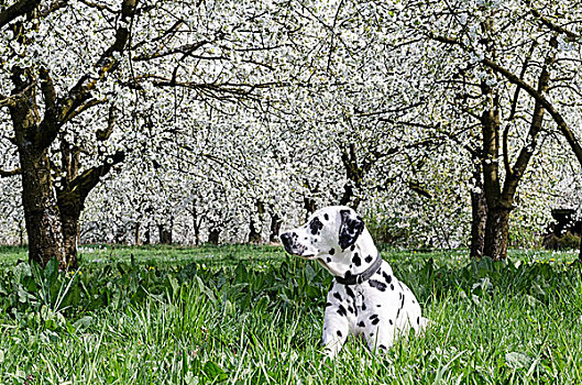 斑点狗,卧,草地,正面,花,樱桃树,甜樱桃,弗兰克尼亚,巴伐利亚,德国,欧洲