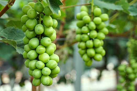 葡萄不同生长期