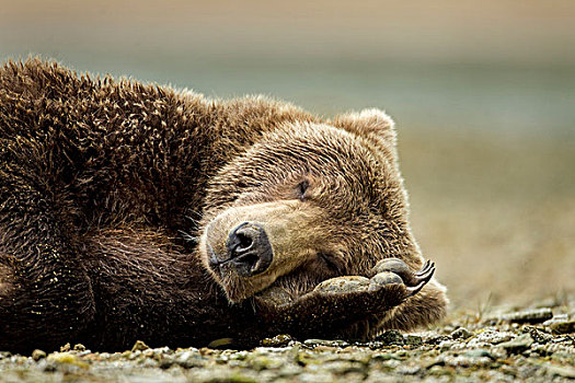 棕熊,卡特麦国家公园,阿拉斯加