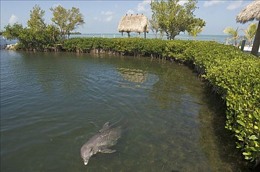 马拉松,海豚,保护区,门罗县,佛罗里达礁岛群,佛罗里达,美国
