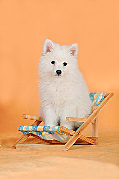 小狗,坐,折叠躺椅
