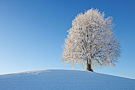 积雪,酸橙树,瑞士