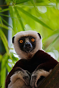 马达加斯加狐猴,竹林,自然保护区,马达加斯加