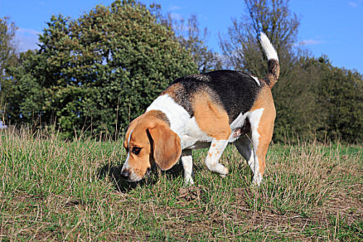 小猎犬,3岁,跑,草地,嗅,北莱茵威斯特伐利亚,德国,欧洲