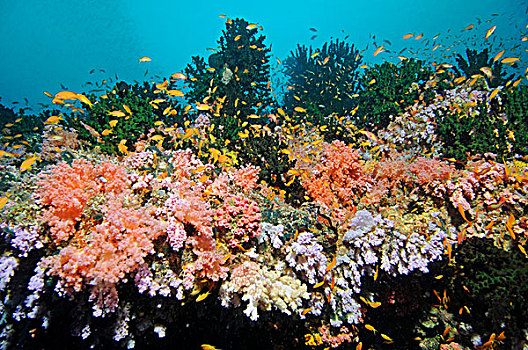 游动,彩色,礁石,马尔代夫,印度洋