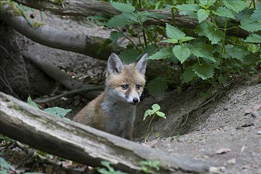 红狐,幼兽,狐属,火山,莱茵兰普法尔茨州,德国,欧洲