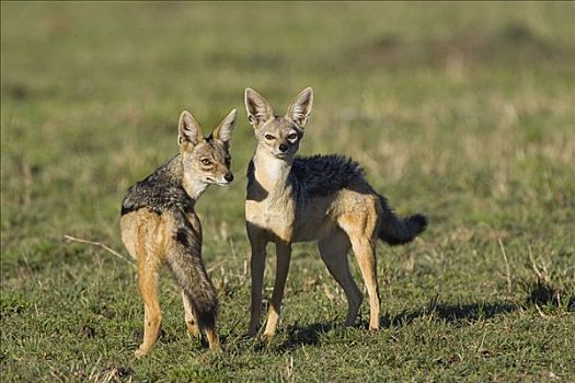 黑背狐狼,黑背豺,一对,马赛马拉,肯尼亚