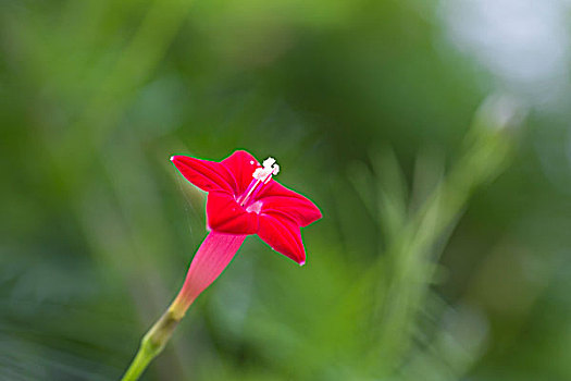 茑萝松和红色的小花朵