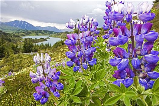 花,靠近,湖,阿拉斯加,楚加奇国家森林,夏天