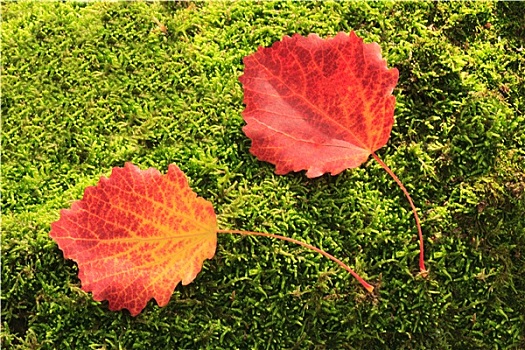 秋天,红叶,白杨,背景,绿色,苔藓,地上