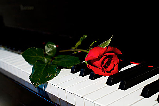 玫瑰,钢琴