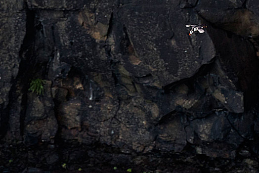 角嘴海雀,北极