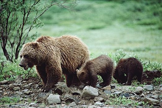 大灰熊,棕熊,母兽,幼兽,寻找,松鼠,德纳利国家公园和自然保护区,阿拉斯加