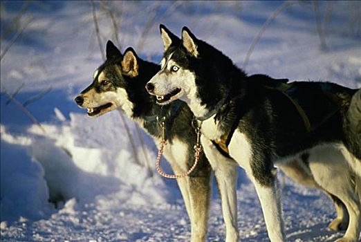 雪橇狗,阿拉斯加,美国