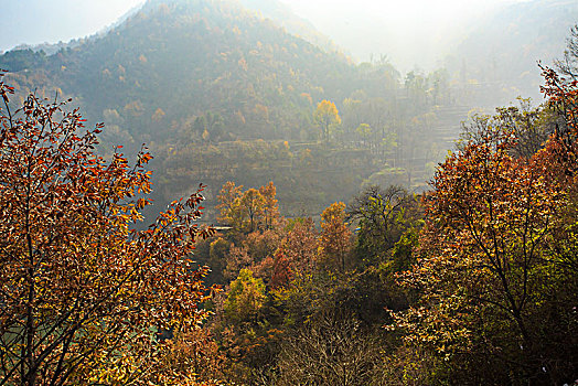 树叶,树枝,秋色,山