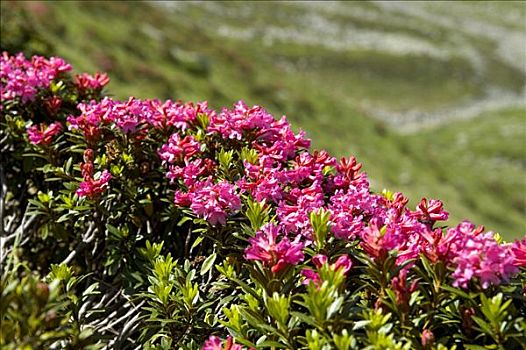 高山,玫瑰,杜鹃花属植物,夏蒙尼,法国