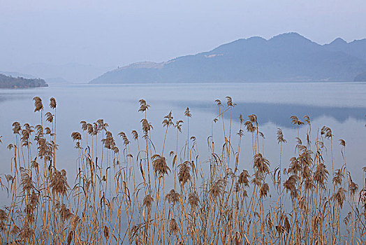 早晨,湖水,树林,水杉,树根