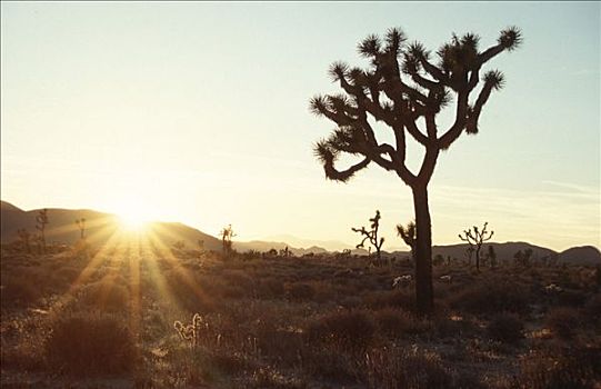 约书亚树,日落,莫哈维沙漠,约书亚树国家公园,加利福尼亚,美国,短叶丝兰