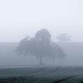 树,雾气