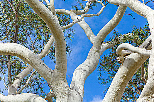 灵异,桉树,枝条,北领地州,澳大利亚