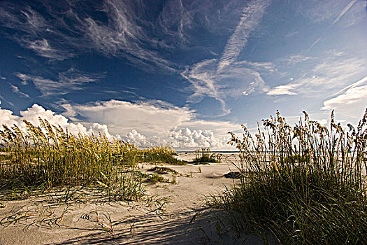 草,海滩,小,岛屿,州立公园,佛罗里达,美国
