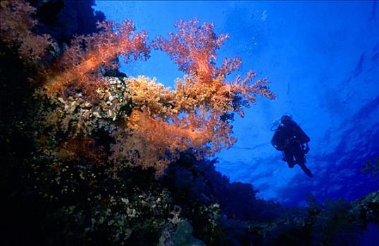 潜水,后面,软珊瑚,红海