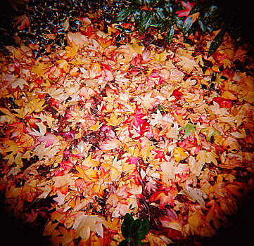 堆,枫树,叶子,红色,黄色,橙色,地面,绿色,上面