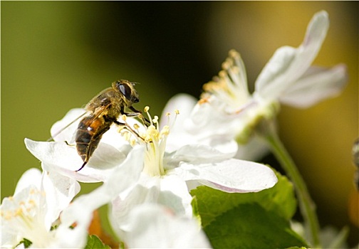 蜜蜂,工作,花