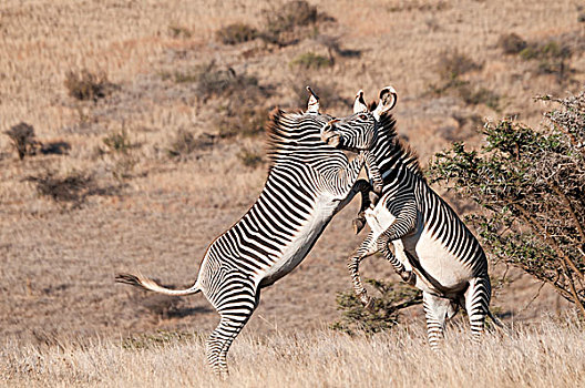 斑马,细纹斑马,争斗,莱瓦野生动物保护区,肯尼亚